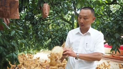 梅州新农人丨吴文超：“无抗养鸡”梅州第一人