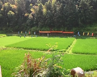 平远举行水稻病虫害统防统治现场会