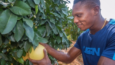 看马里和金柚同框！五华举办首届“球王金柚节”活动