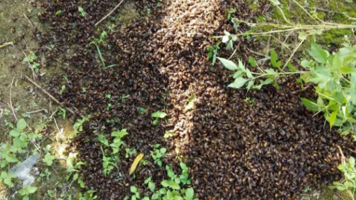 疑遭投毒！丰顺一蜂场成千上万蜜蜂死亡 警方介入调查