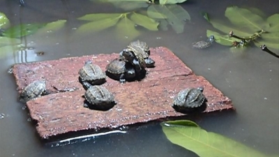 五华龙村洞口村：“养龟+办厂”走上“造血”脱贫致富路