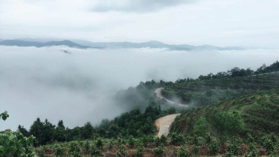 梅州新农人丨丘凯达：矢志复兴家乡茶文化