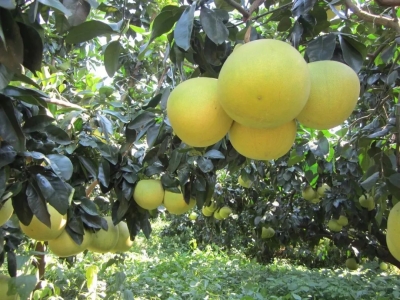 柚花飘香日 柚子依然鲜