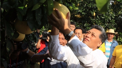 十分“柚”人，柚乡梅州“柚”来省长到村摘柚子！