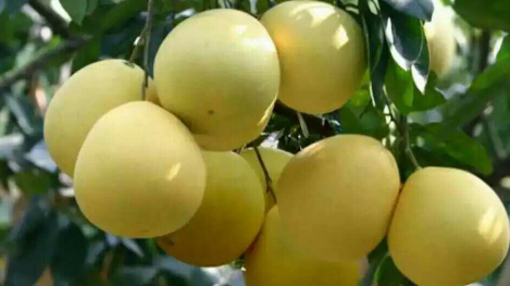 梅县党员以身作则 带头拆猪舍保生态