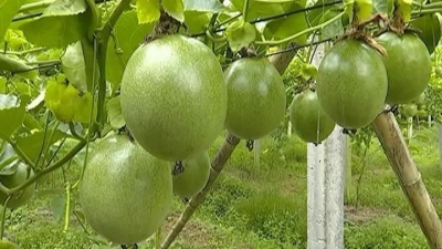 平远：百香果飘香，农民喜丰收