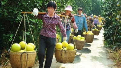 梅县区：迎接丰收节  农民笑开颜