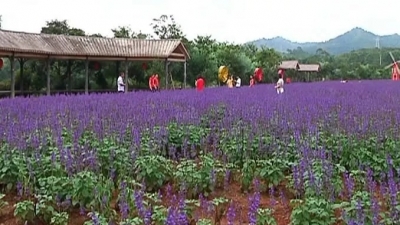 缤纷秋日，到平远曼佗山庄赏花海登“长城”