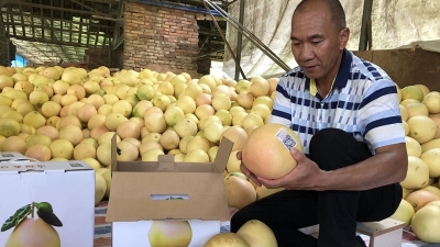 梅州新农人丨陈汶清：敬畏脚下土地，坚持有机种植 