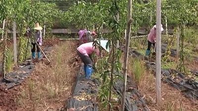 平远大柘：“政府+企业+贫困户”发展脱贫致富产业