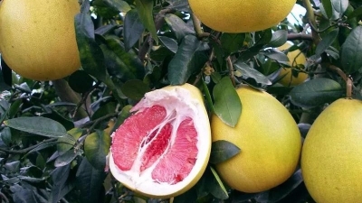 “柚”惑来袭！2018五华“球王金柚节”将于9月5日举行