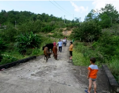 家中三头黄牛走丢 五华这名农户急坏了 还好有民警...