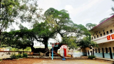 人人称奇！梅县区畬江镇一500多年的古榕​长这样