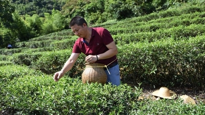 怎么做到的？丰顺这名退伍军人让马图茶红遍全国