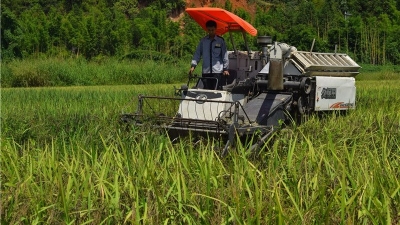 荒地变良田！平远首批新垦造水田首种水稻获丰收