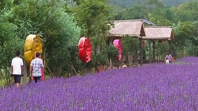  中秋小长假：平远花海醉游人，“曼佗长城”迎客来