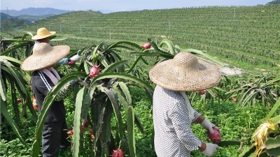 吃货看过来！丰顺埔寨红心火龙果丰收，假期赶紧采摘去