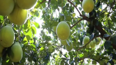 首届“中国农民丰收节”举办在即  梅县区加紧推进筹备工作