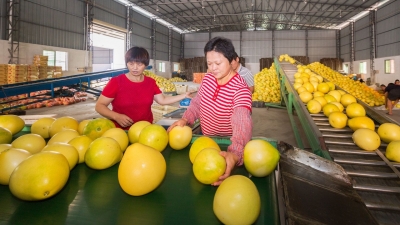 小伙伴们，都来尝尝？梅州蜜柚上市啦！