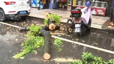 突然发出“吱吱”声…平远街头路树轰然倒地！幸好…