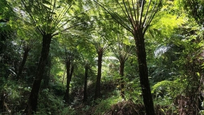 民生追踪丨五华300多株桫椤已被列入保护区