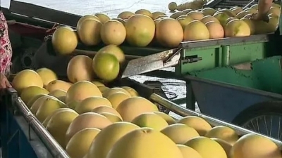 梅县区：做足“农”文章农旅结合呈叠加效应