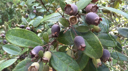 我要回到故乡（组诗）