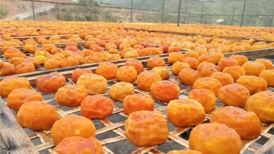 梅州新农人丨张军权：子承父业“红”了大田柿花