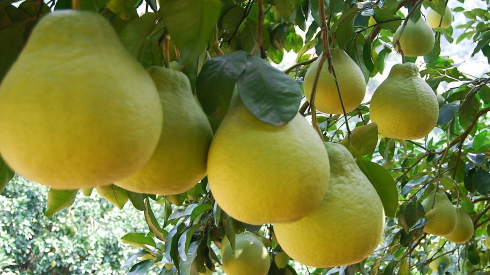 “树上柚果都被订完了”！来看看大埔这个村的产销秘诀