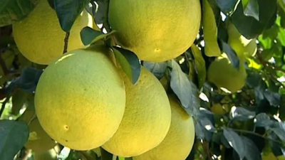 《梅县金柚N.0产品技术标准》发布，助力打造梅县金柚品牌