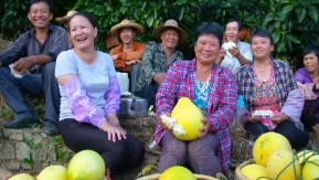 梅县区：农业大丰收 金柚“唱”主角