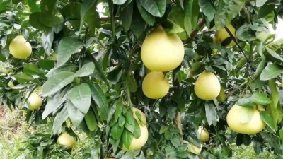 绿了荒山，富了口袋！丰顺建桥环西村民耕山种植红柚致富