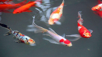 “锦鲤”最近很忙，但骗子也没闲着