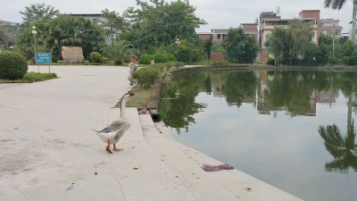 见闻丨兴城郊外邂逅“吃货”护塘鹅