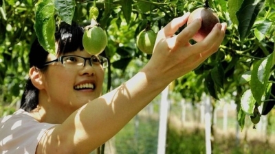 来去摘百香果！大埔西河北塘的茶米古道生态观光园不错哦