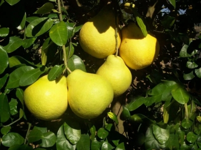 “双十一”梅县区电商企业交易总额8.28亿元！金柚、客家特产成网购“香饽饽”