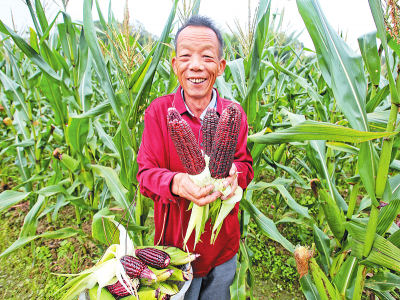 引优种 闯新路！五华河东镇林石村觅得致富“黑珍珠”