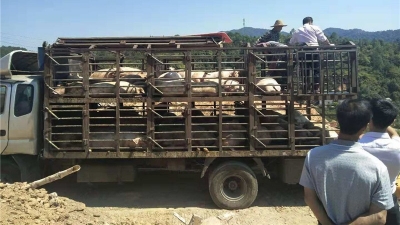 58头生猪垃圾堆填埋妥不妥？ 平远八尺镇政府这样回应...