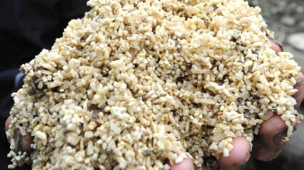 厉害了！浙大研发出新型电池 “原料”竟来自发霉大米