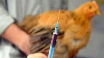 湖南发生一起家禽H5N6亚型高致病性禽流感疫情