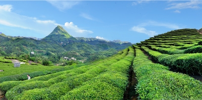 干群同心 质量兴农！丰顺扎实推进全县乡村振兴战略工作