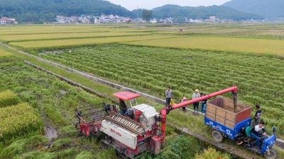 遍地“黄金”！蕉岭石峰村这样干，走出一条脱贫增收路