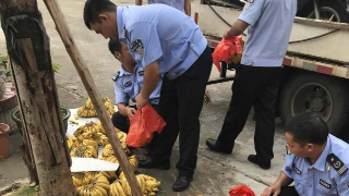 佛山南海一果贩无证驾驶被拘留，民警买下其300多斤香蕉