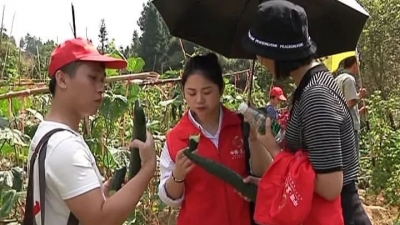 观光、摘菜、锻炼…假期，到平远过一把丰收瘾！