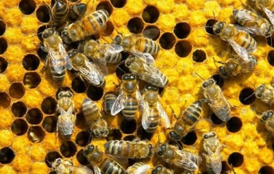 蜂农养成get！蕉岭邀请专家为蜂农传授“养蜂经”