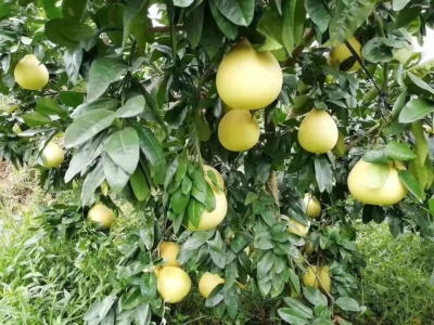 大埔召开蜜柚产业发展现场研讨会  ​