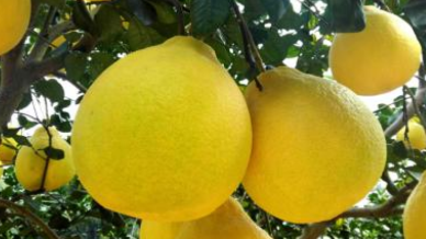 梅县政协开展专题视察工作：擦亮梅县金柚品牌