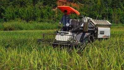 平远首批新垦造水田喜获丰收，农民笑开颜