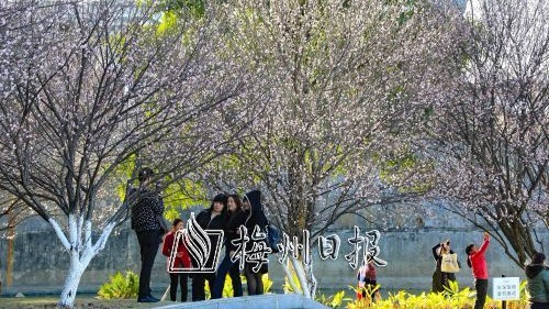 宋代大诗人杨万里与梅州丨杨万里咏梅诗与梅州得名