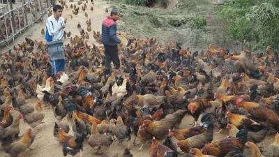 梅州新农人丨“90后”小伙谢勇带村民共享“商鸡”